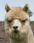 Accoyo Palamino